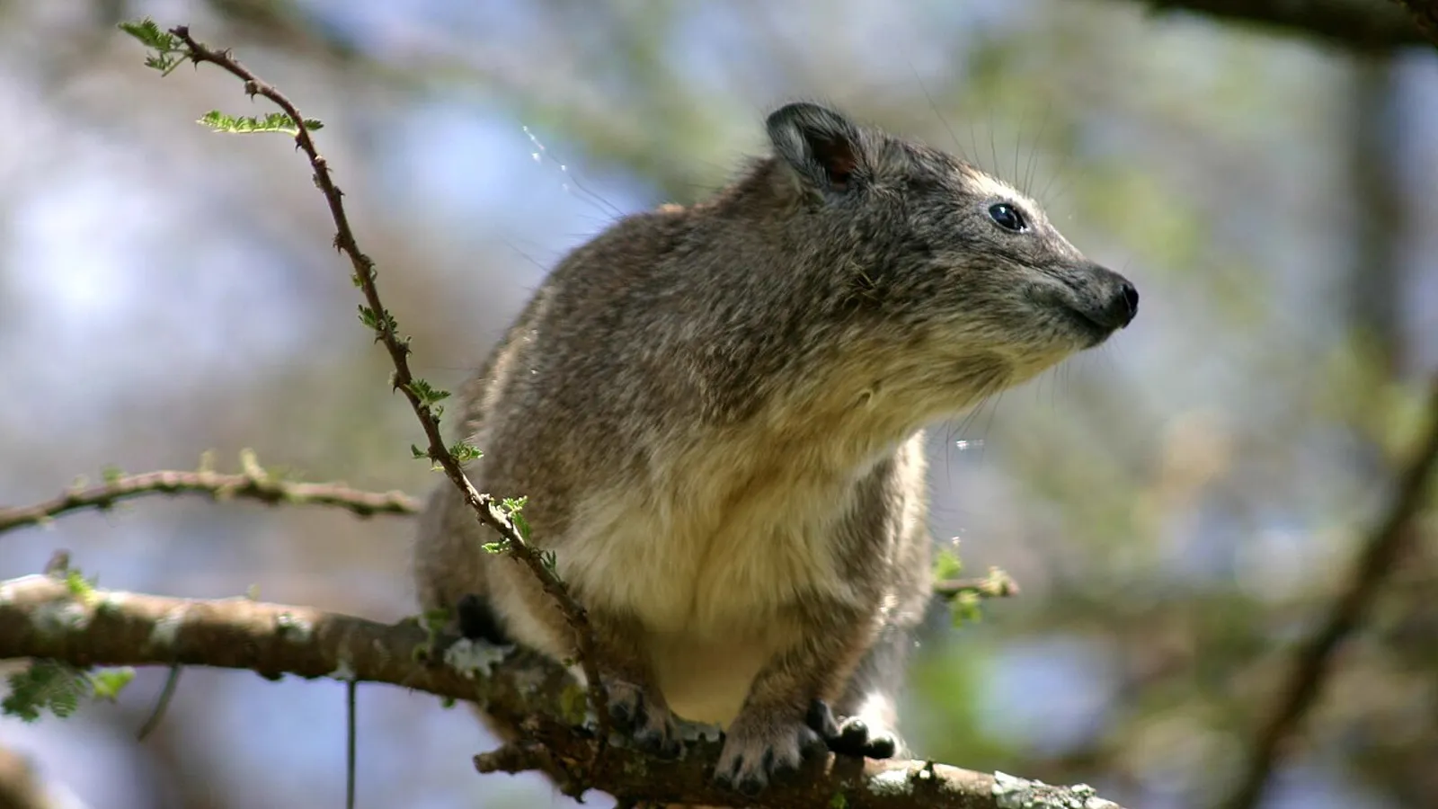 Irace arboricolo (Dendrohyrax arboreus)