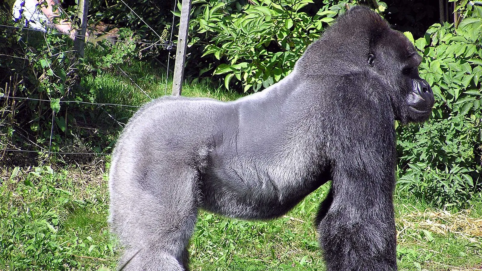Western gorilla (Gorilla gorilla)