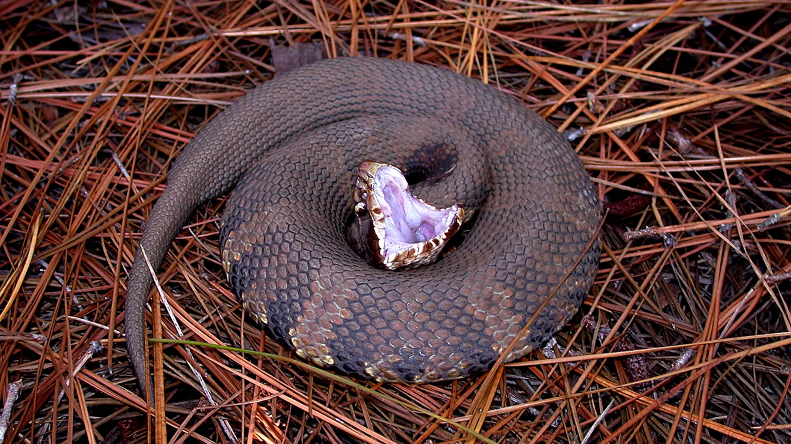 Cottonmouth (Agkistrodon piscivorus)