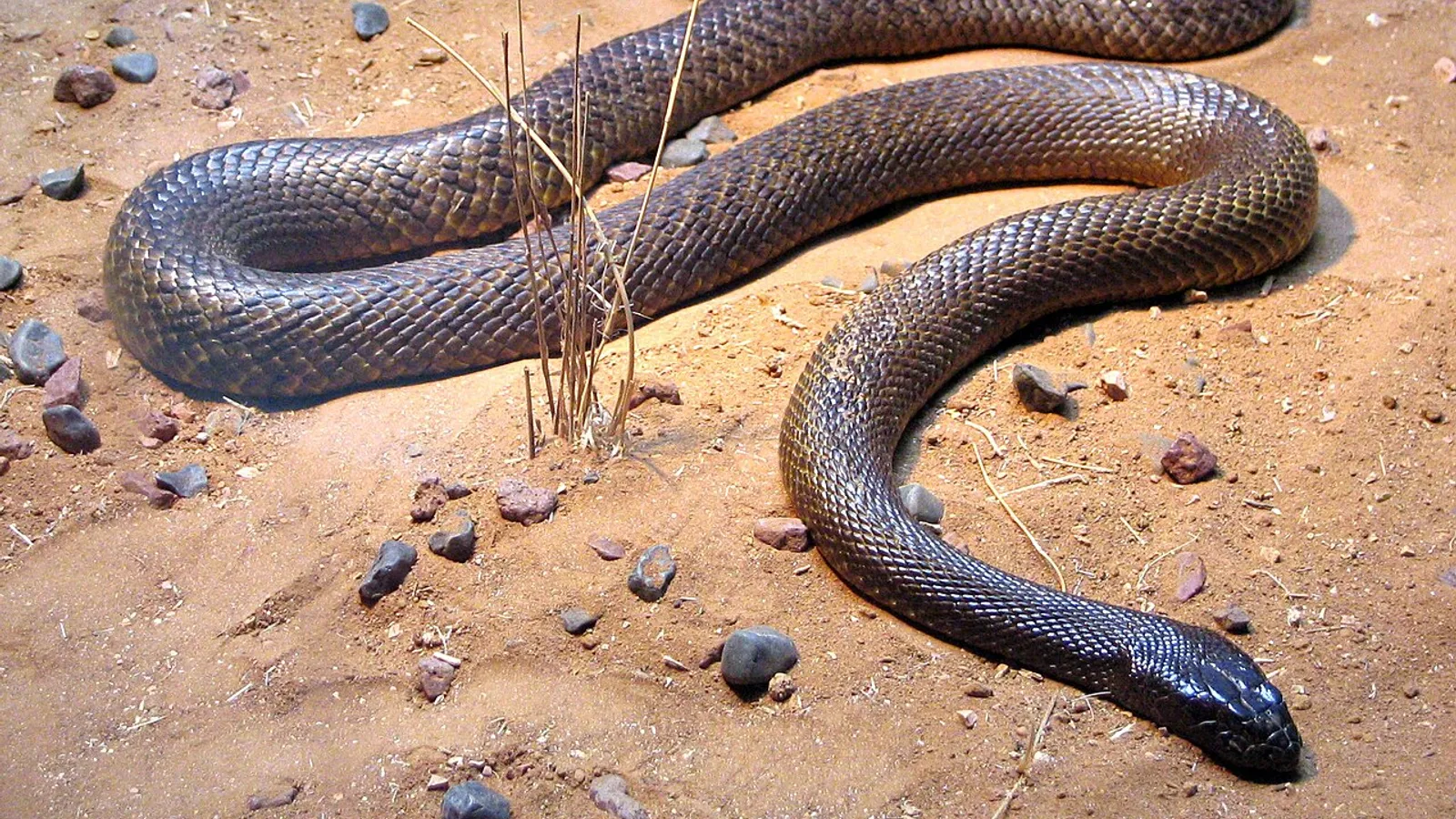Inland taipan (Oxyuranus microlepidotus)