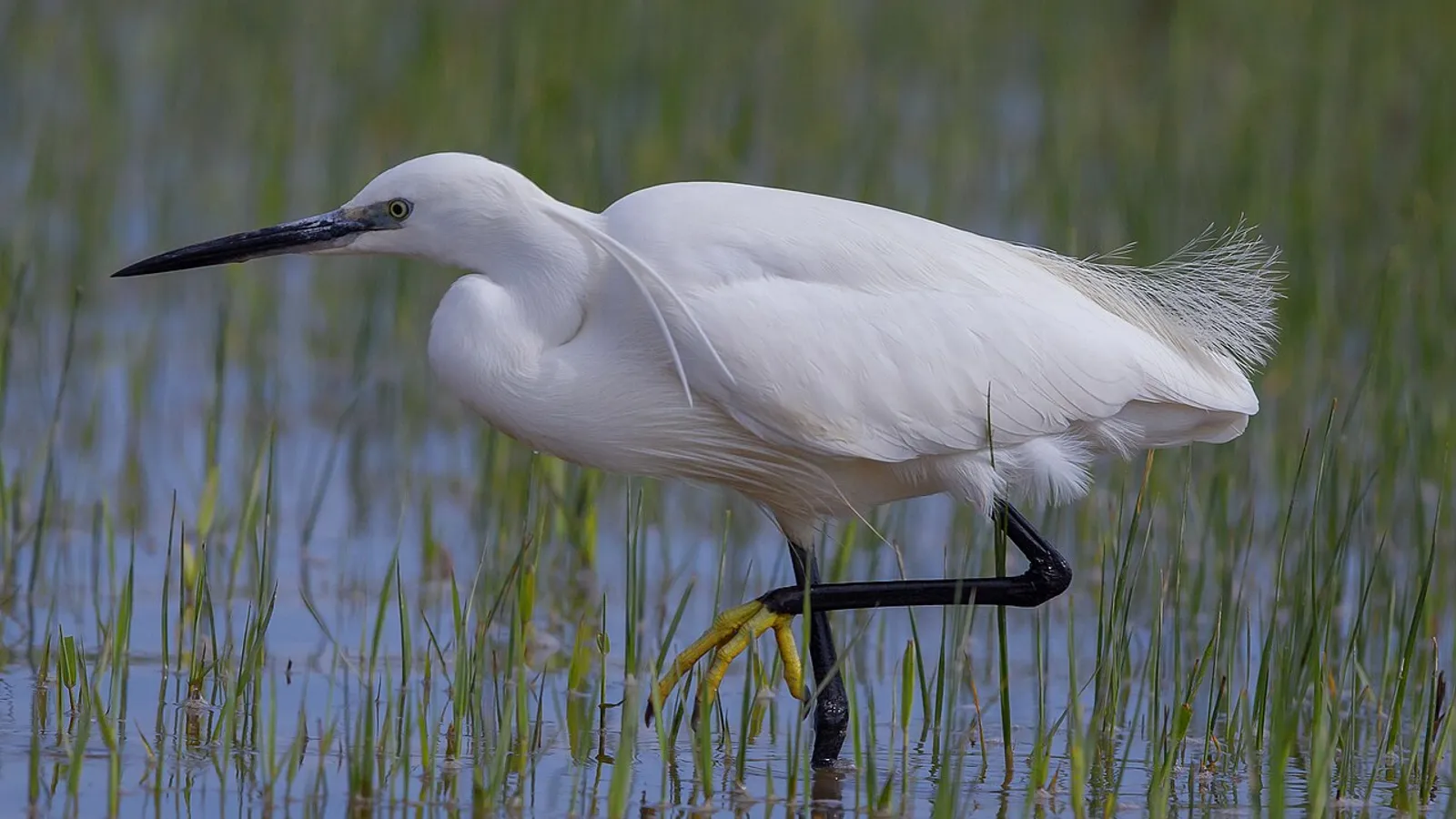 Garzetta (Egretta garzetta)