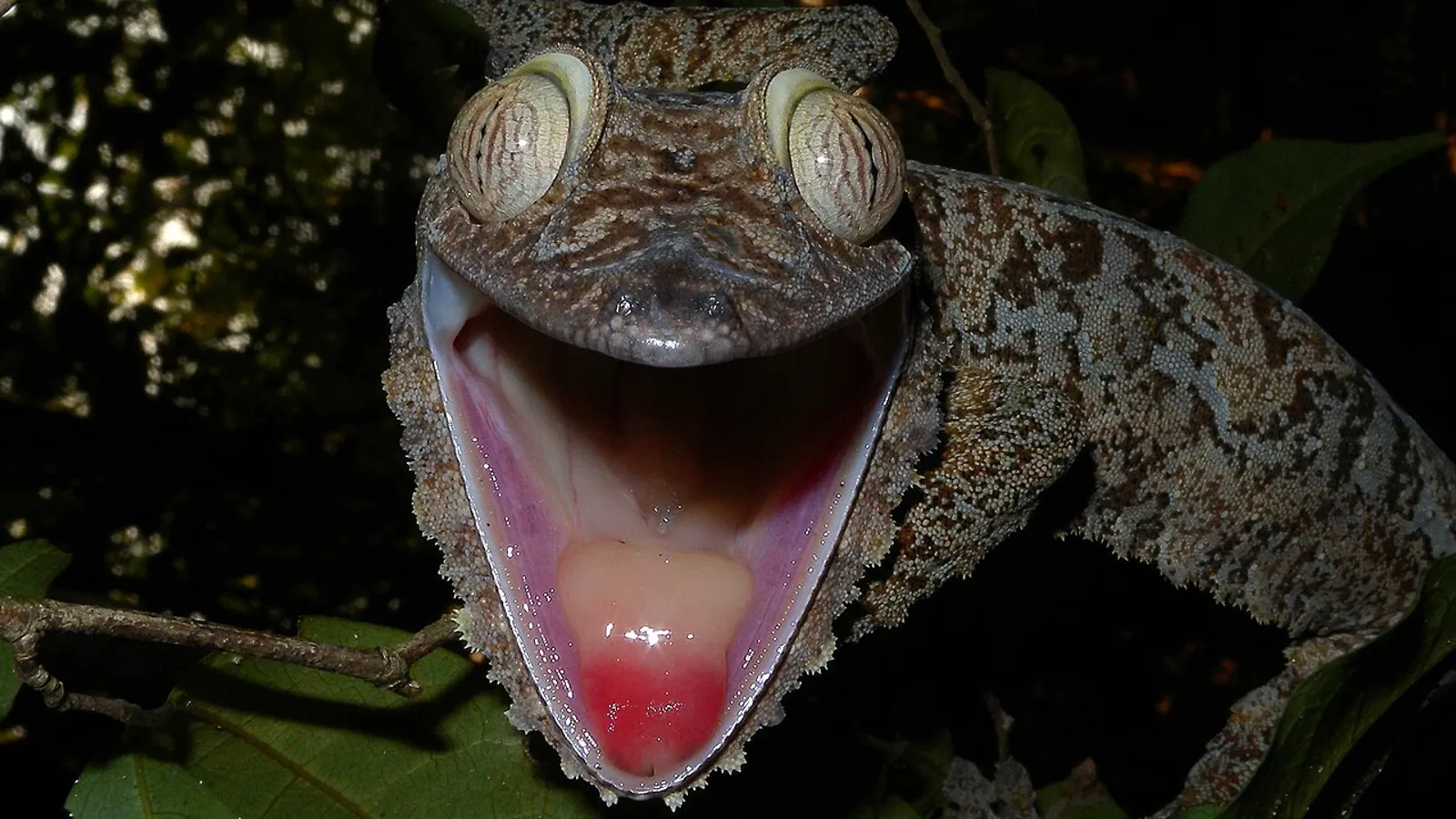 Geco dalla coda a foglia (Uroplatus fimbriatus)