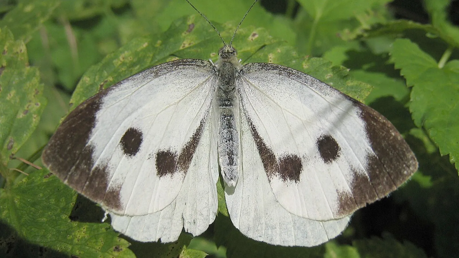 Farfalla cavolaia maggiore (Pieris brassicae)