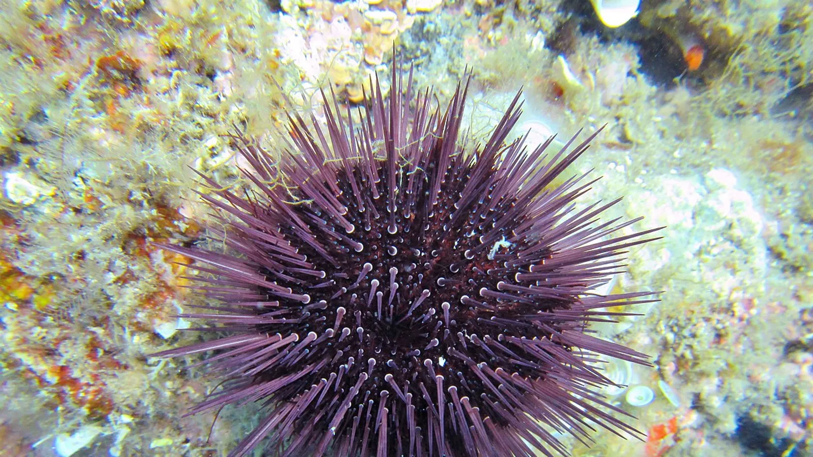 Riccio di mare comune (Paracentrotus lividus)