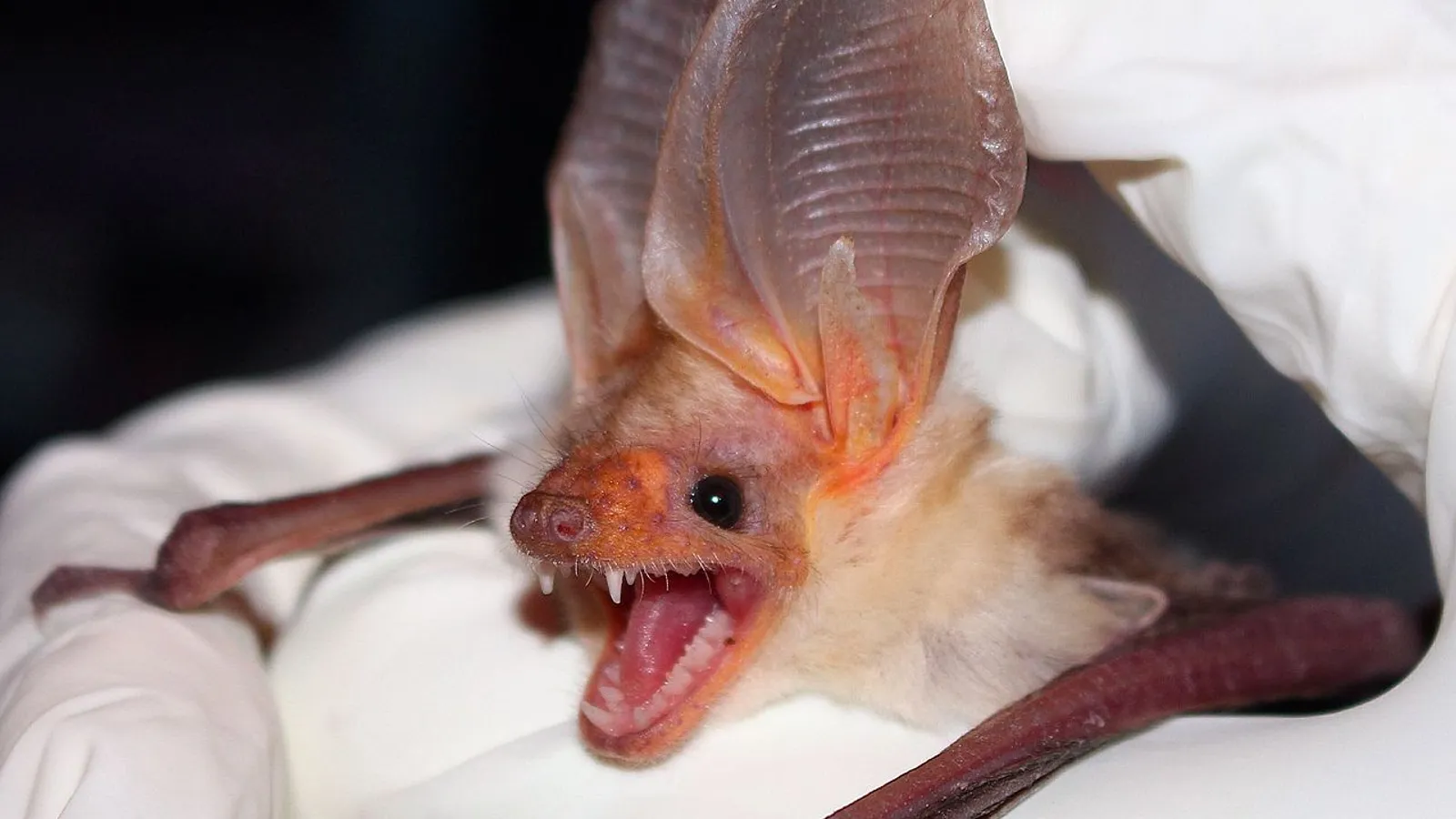 Pipistrello pallido (Antrozous pallidus)