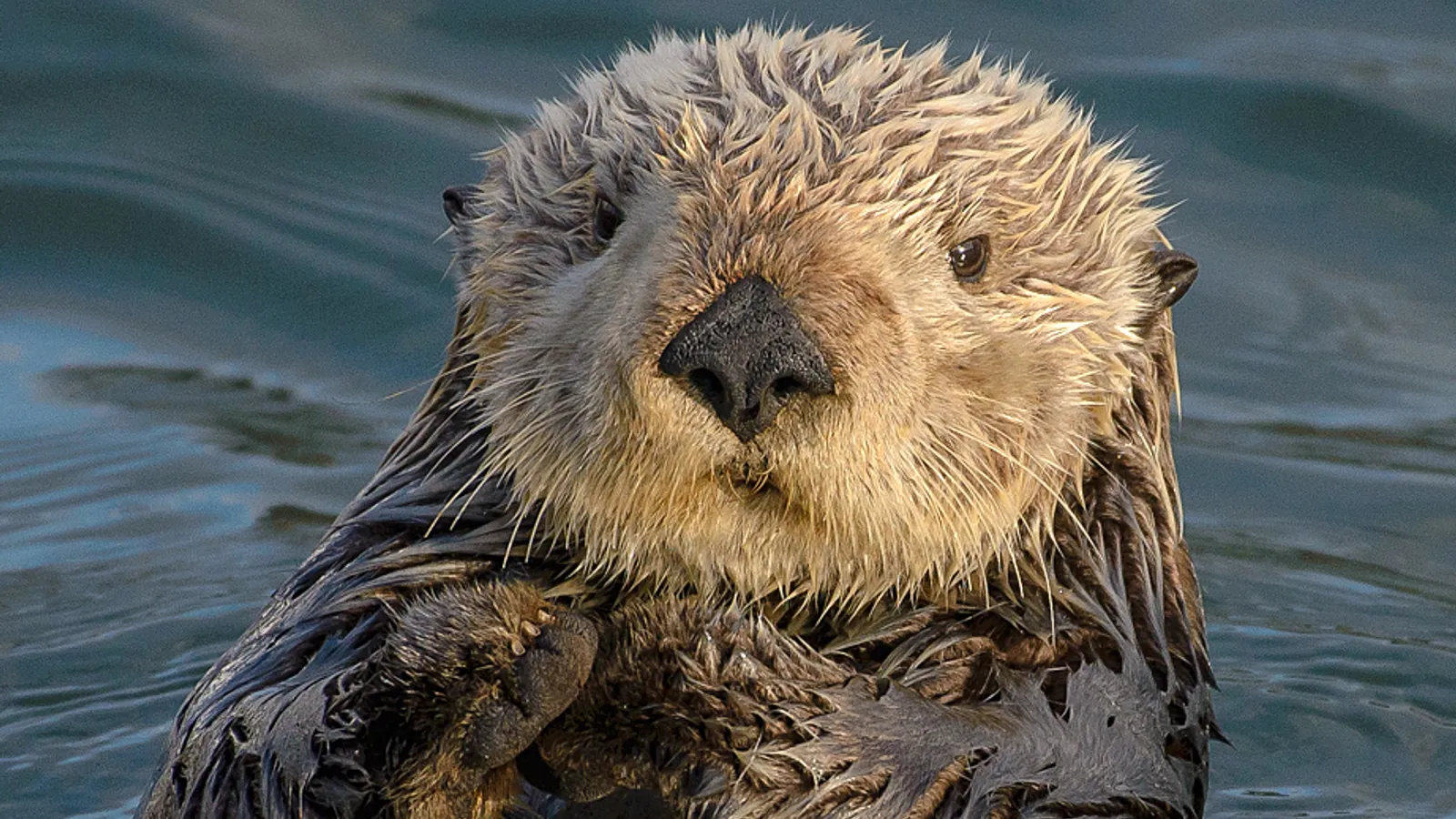 Lontra marina (Enhydra lutris)