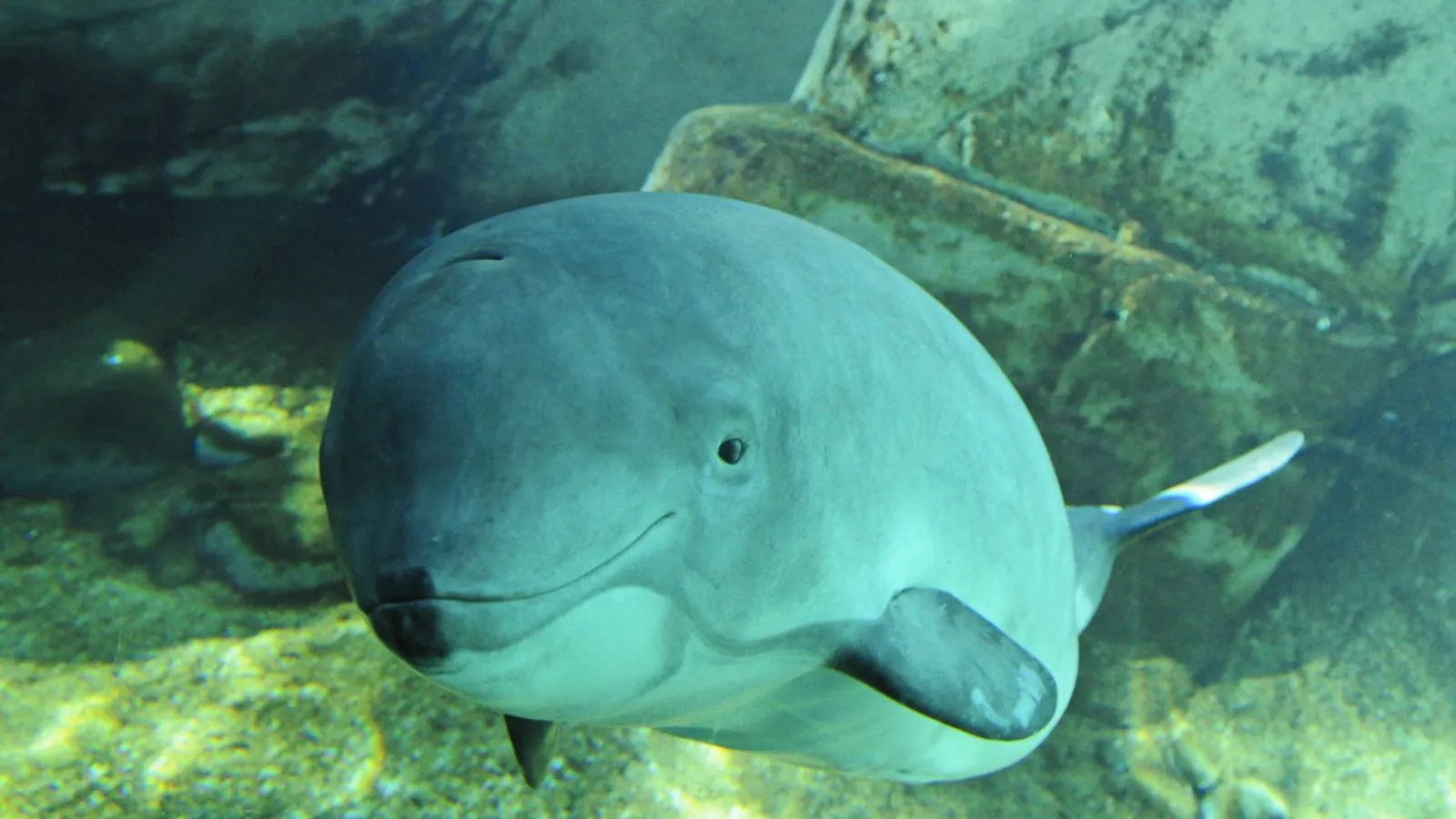 Focena comune (Phocoena phocoena)