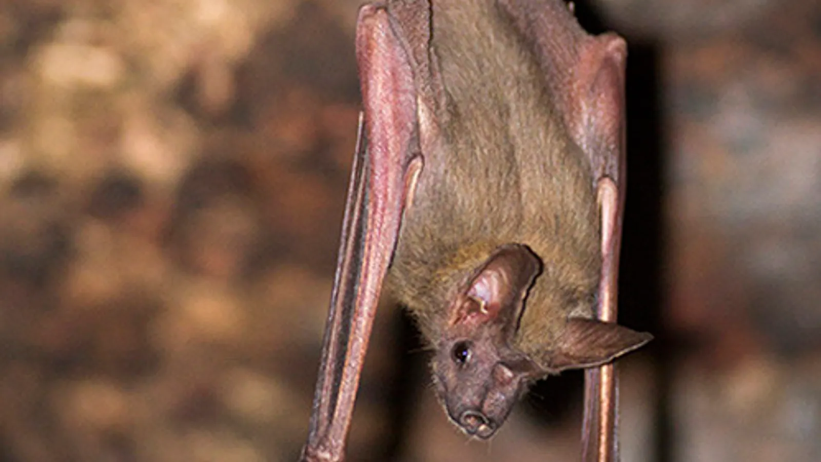Pipistrello dalla coda di topo maggiore (Rhinopoma microphyllum)