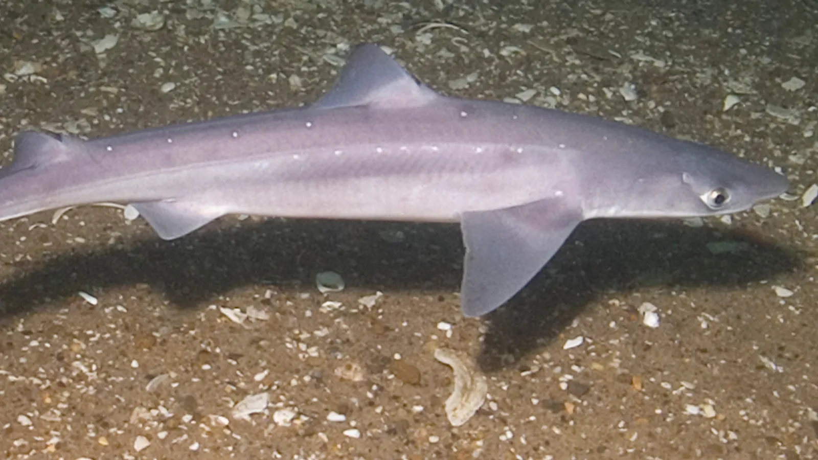 Squalo spinarolo (Squalus acanthias)