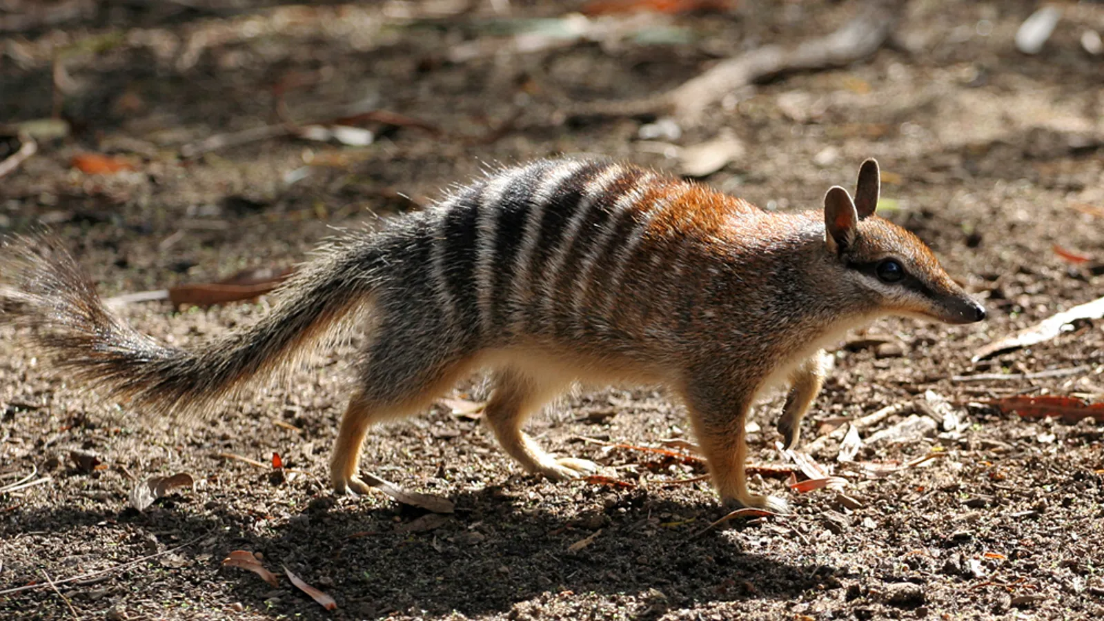 Numbat (Myrmecobius fasciatus)
