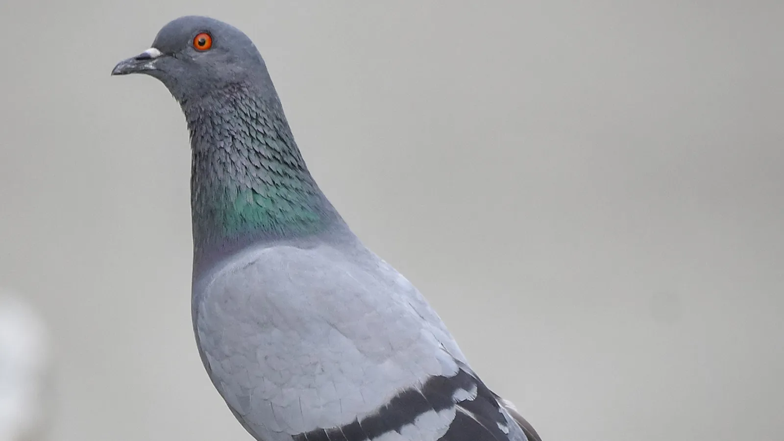 Piccione selvatico (Columba livia)