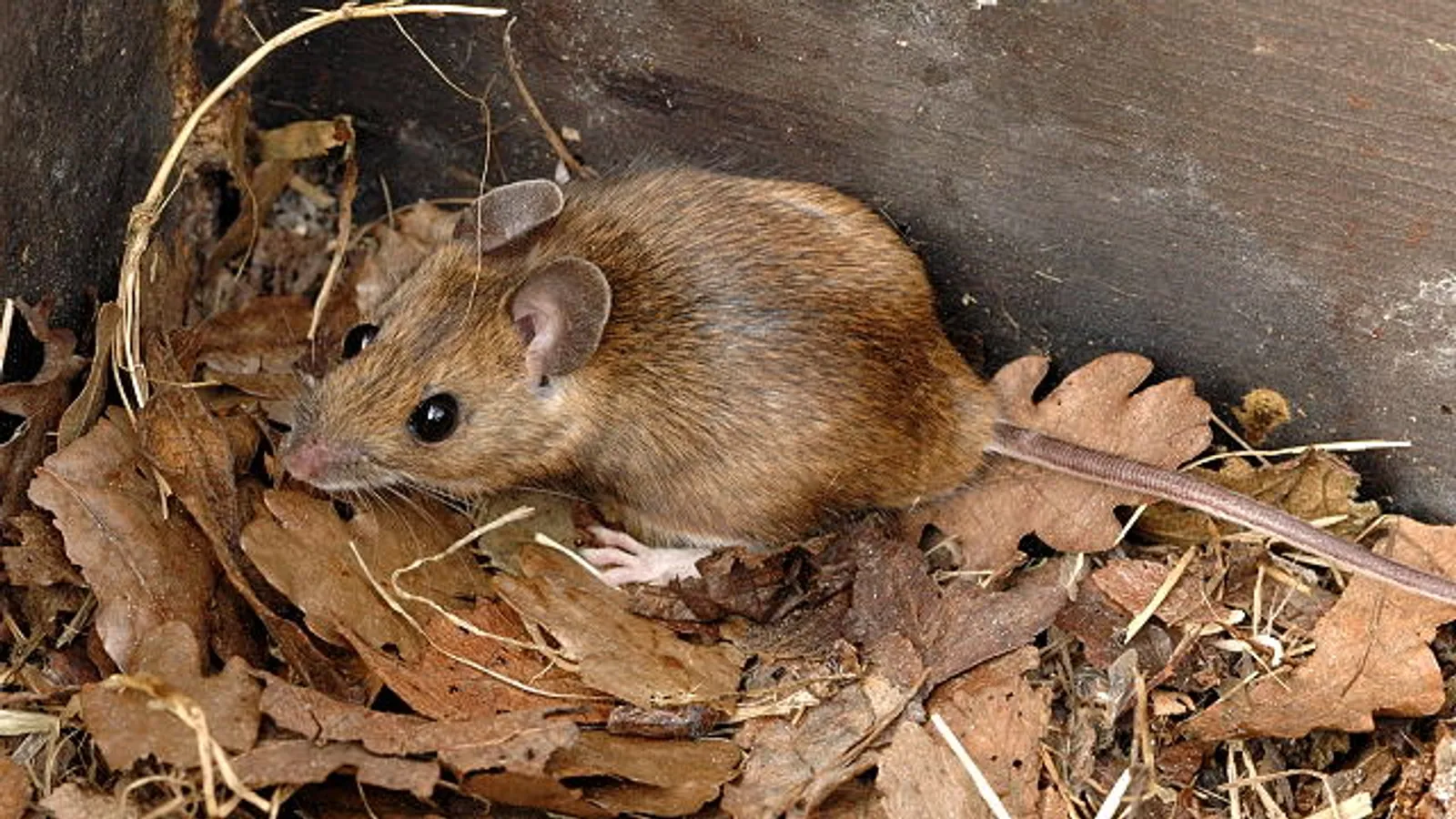 Topo dal collo giallo (Apodemus flavicollis)