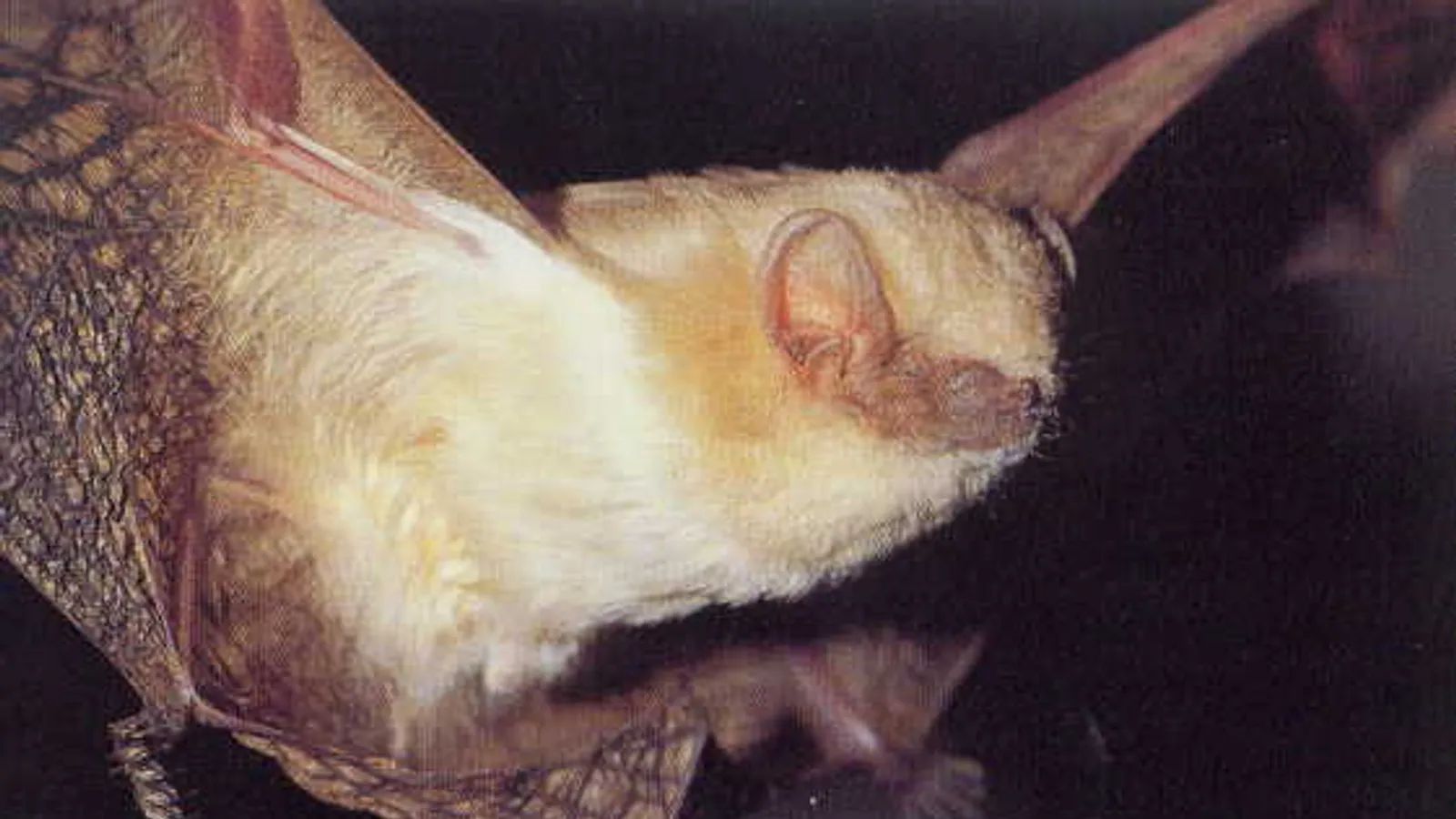 Variegated butterfly bat (Glauconycteris variegata)