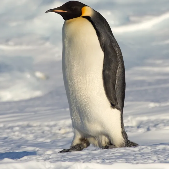Pinguino imperatore (Aptenodytes forsteri)