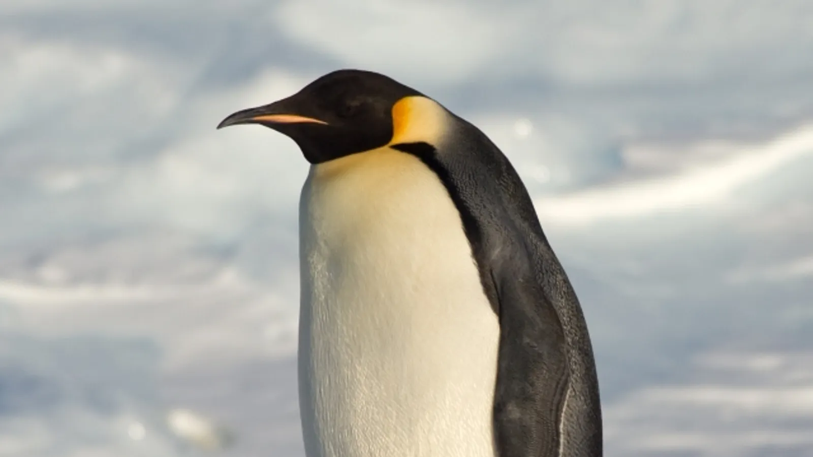 Pinguino imperatore (Aptenodytes forsteri)