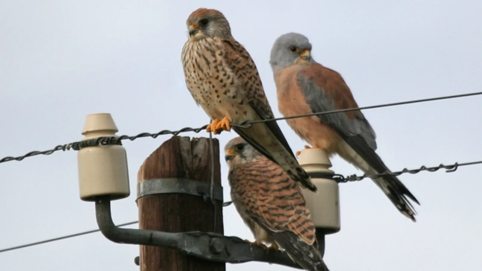 Grillaio (Falco naumanni)