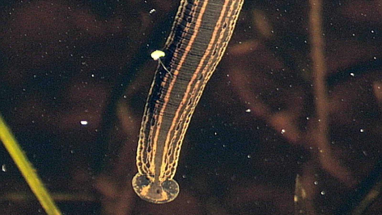 Sanguisuga medicinale (Hirudo medicinalis)