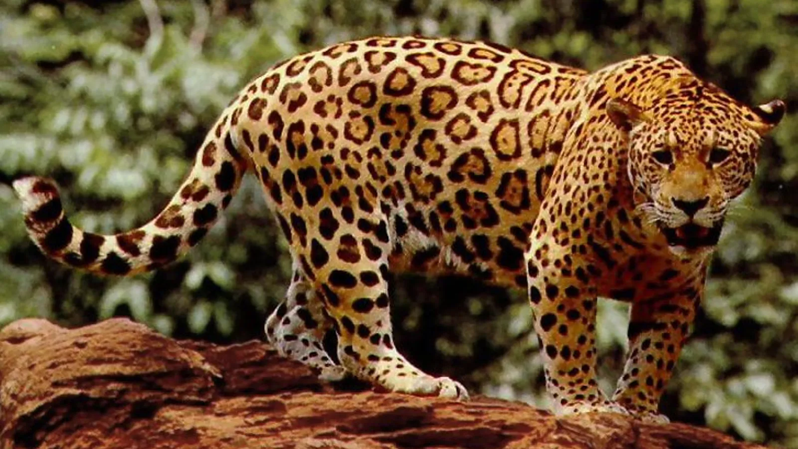 Giaguaro (Panthera onca)