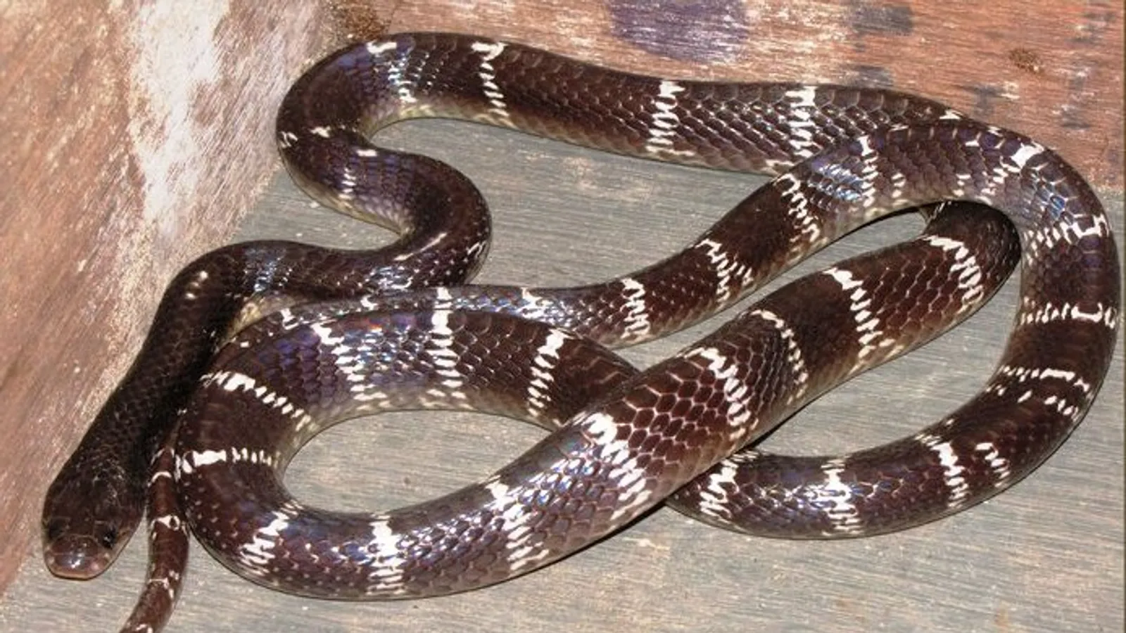 Common krait (Bungarus caeruleus)