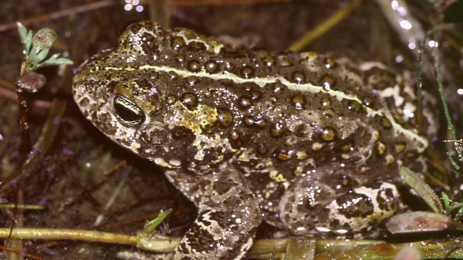 Rospo calamita (Epidalea calamita)