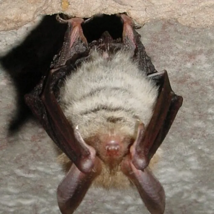 Bechstein's bat (Myotis bechsteinii)