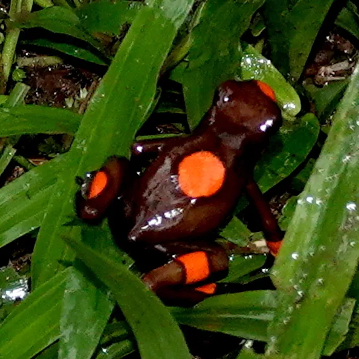 Rana freccia arlecchino (Oophaga histrionica)