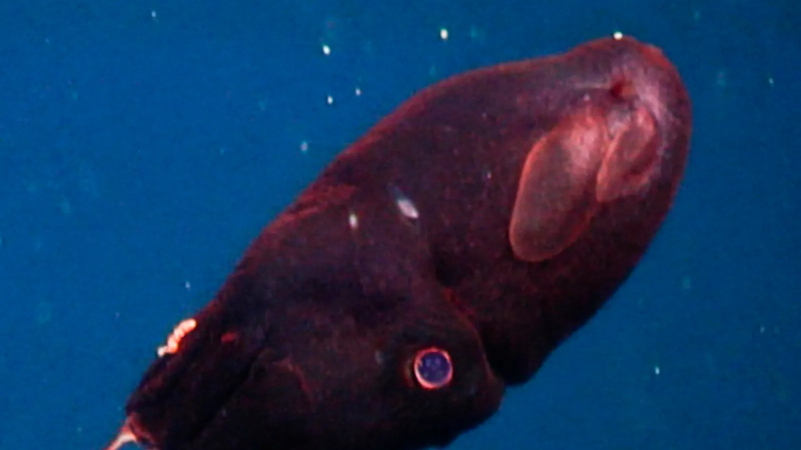 Vampiro degli abissi (Vampyroteuthis infernalis)