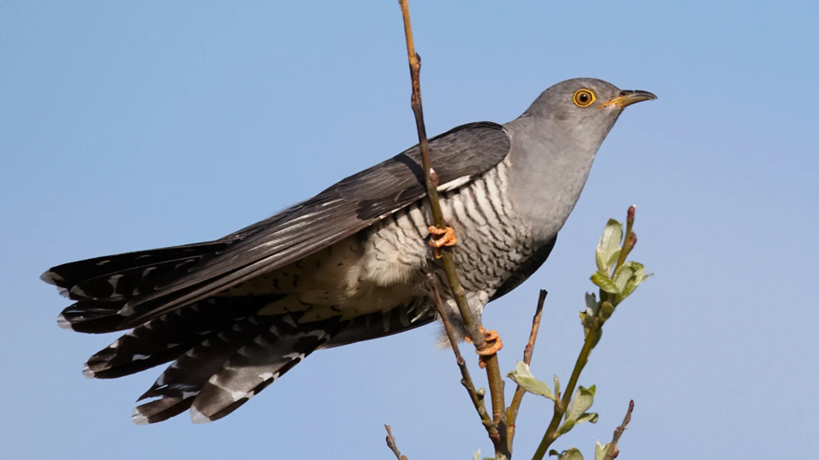 Common cuckoo (Cuculus canorus)