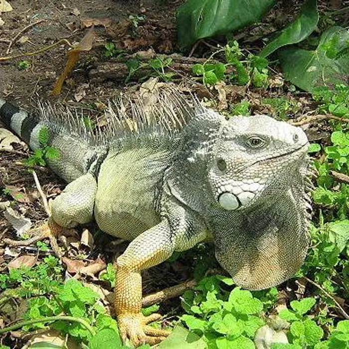 Iguana verde (Iguana iguana)