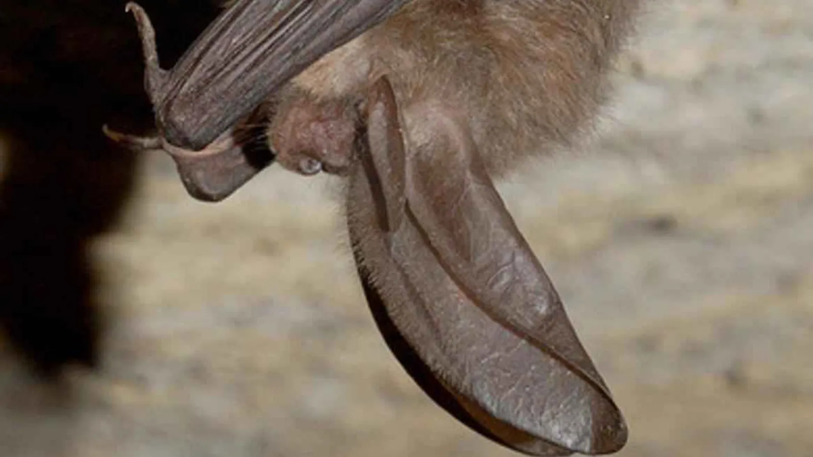 Pipistrello orecchione di Townsend (Corynorhinus townsendii)