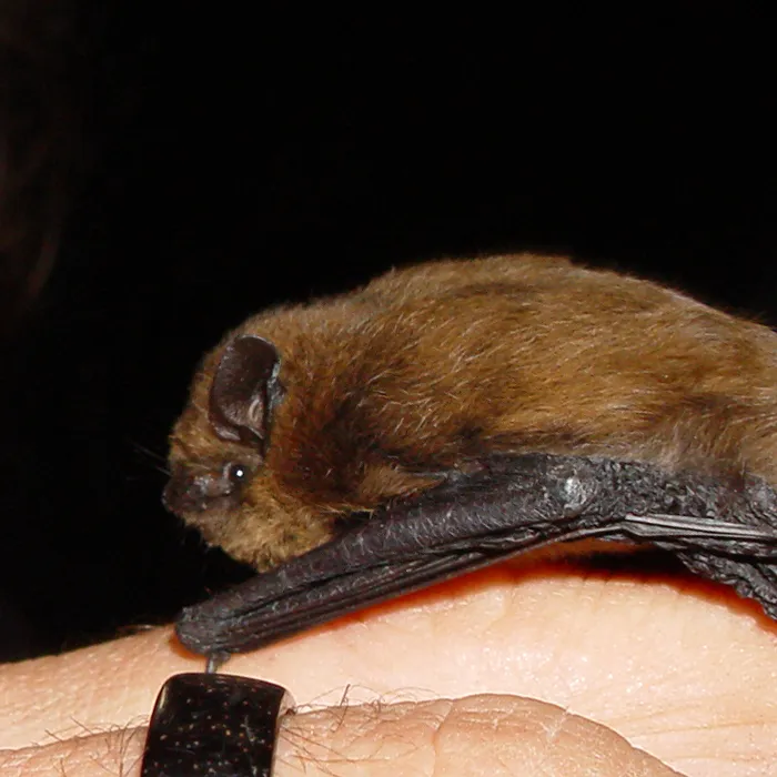 Pipistrello nano (Pipistrellus pipistrellus)