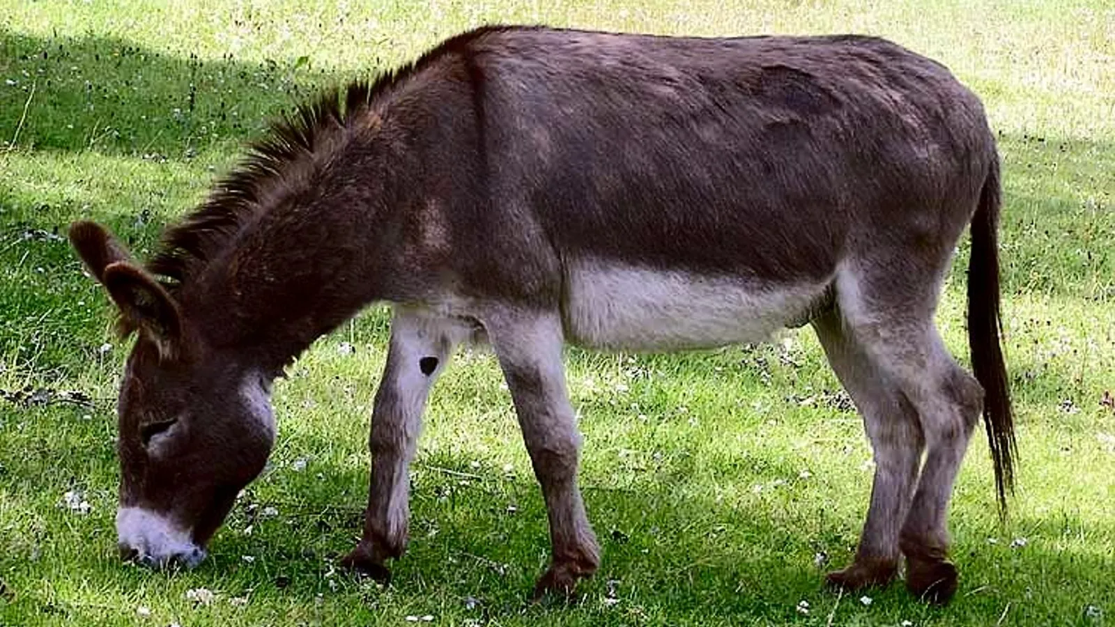 Asino (Equus asinus)
