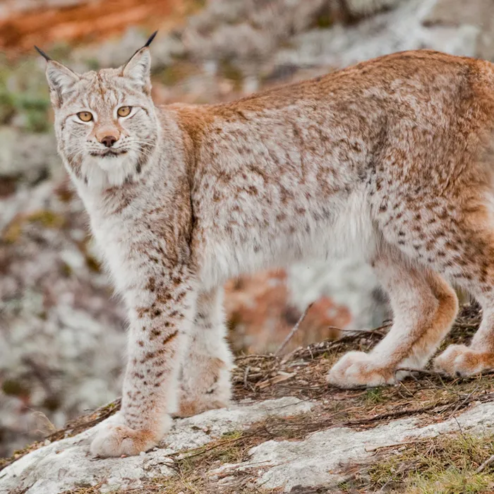 Lince eurasiatica (Lynx lynx)