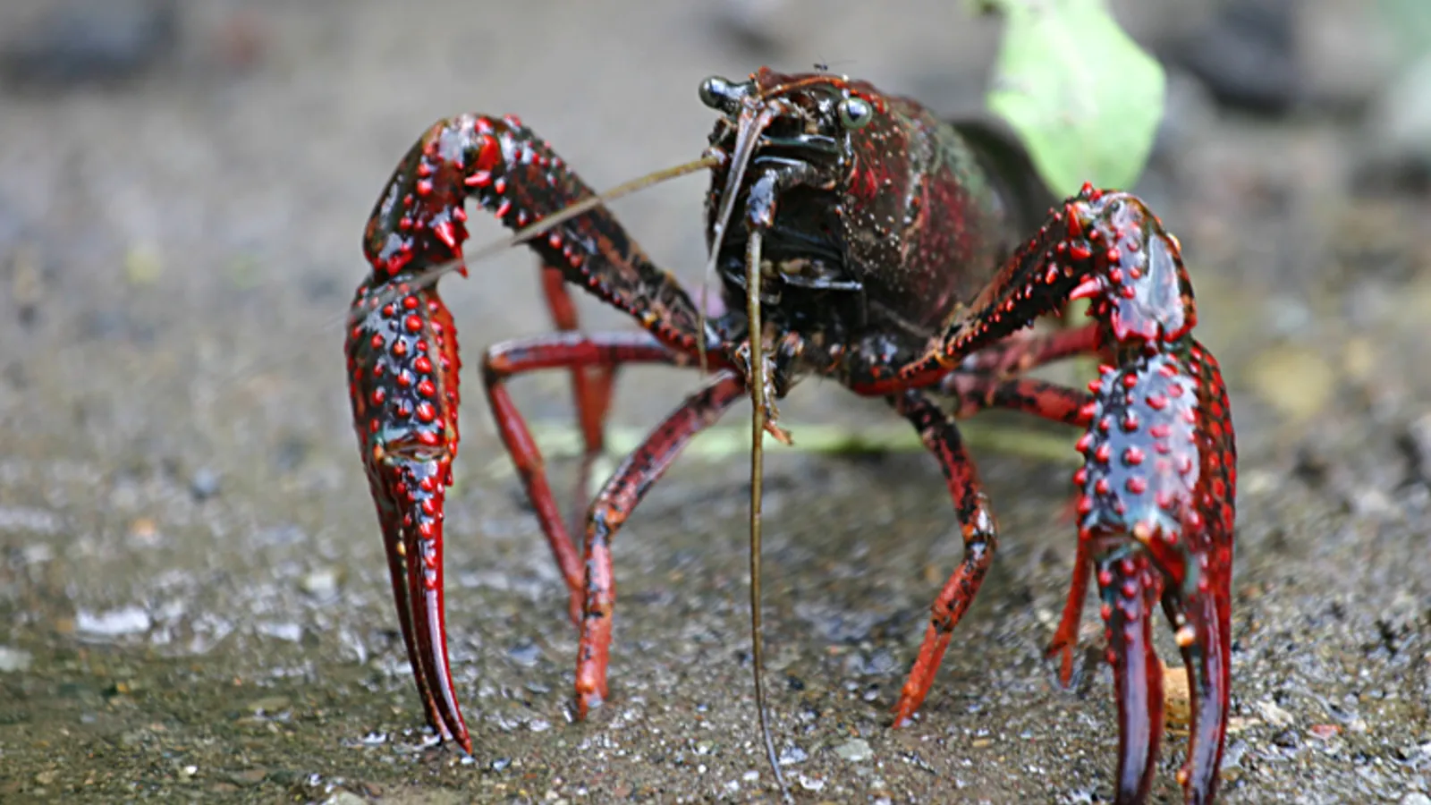 Gambero rosso della Louisiana (Procambarus clarkii)