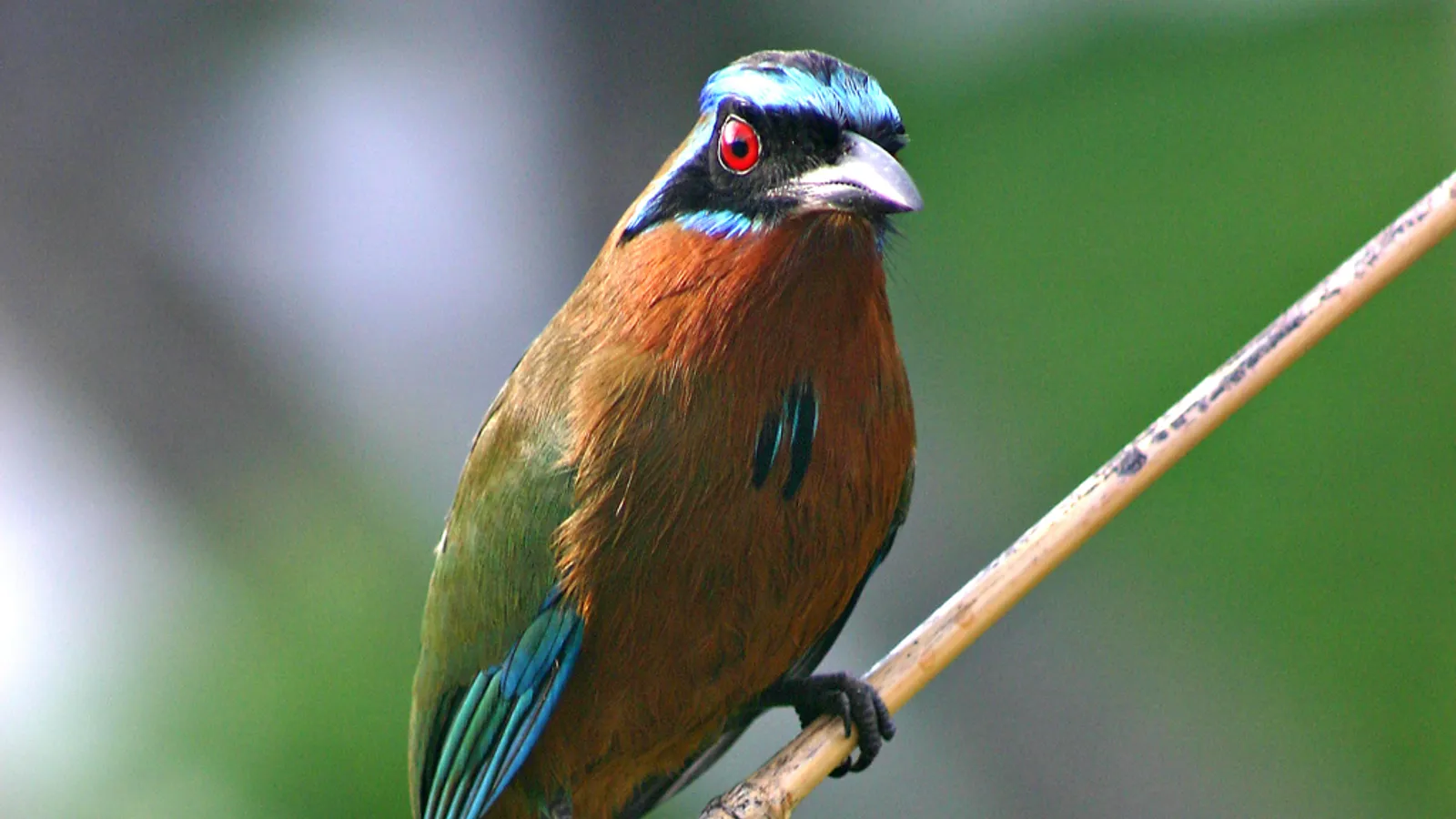 Amazonian motmot (Momotus momota)