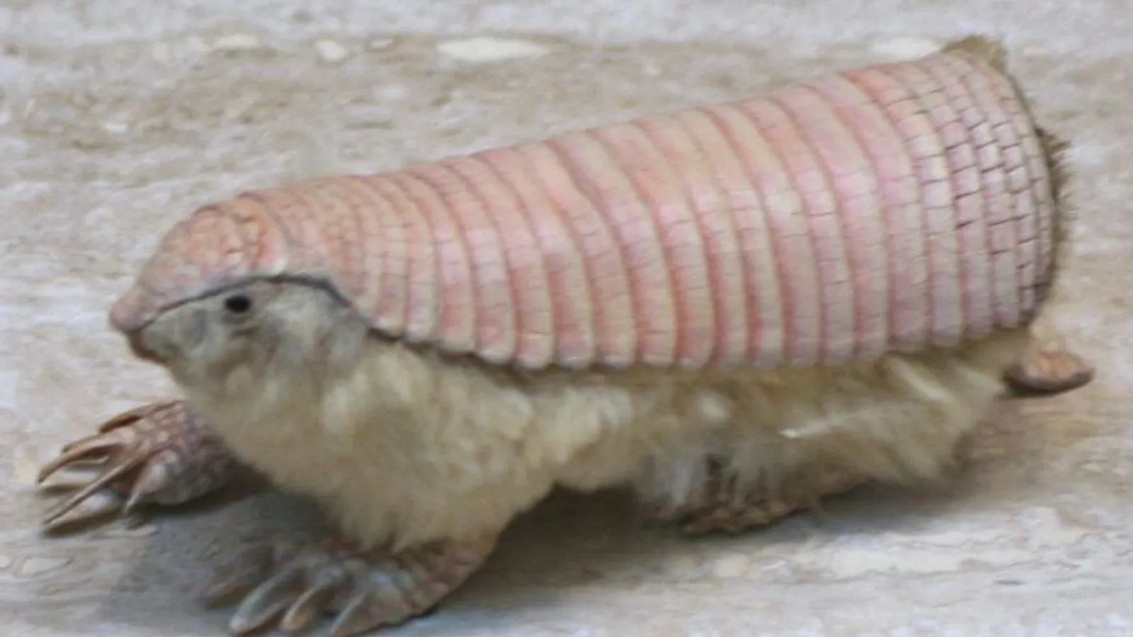 Armadillo rosa (Chlamyphorus truncatus)