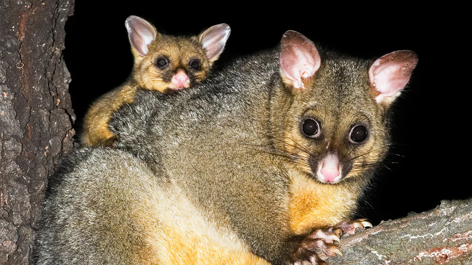 Opossum volpino (Trichosurus vulpecula)