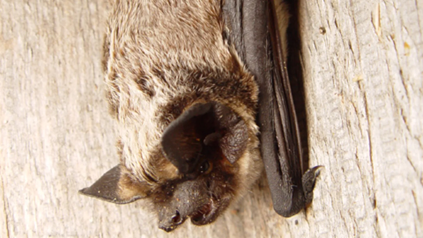 Parti-coloured bat (Vespertilio murinus)