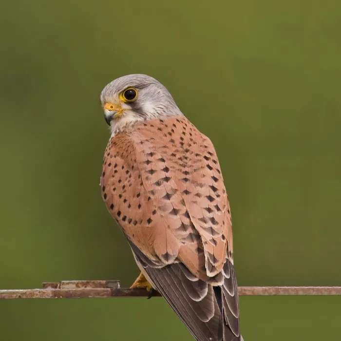 Common kestrel (Falco tinnunculus)