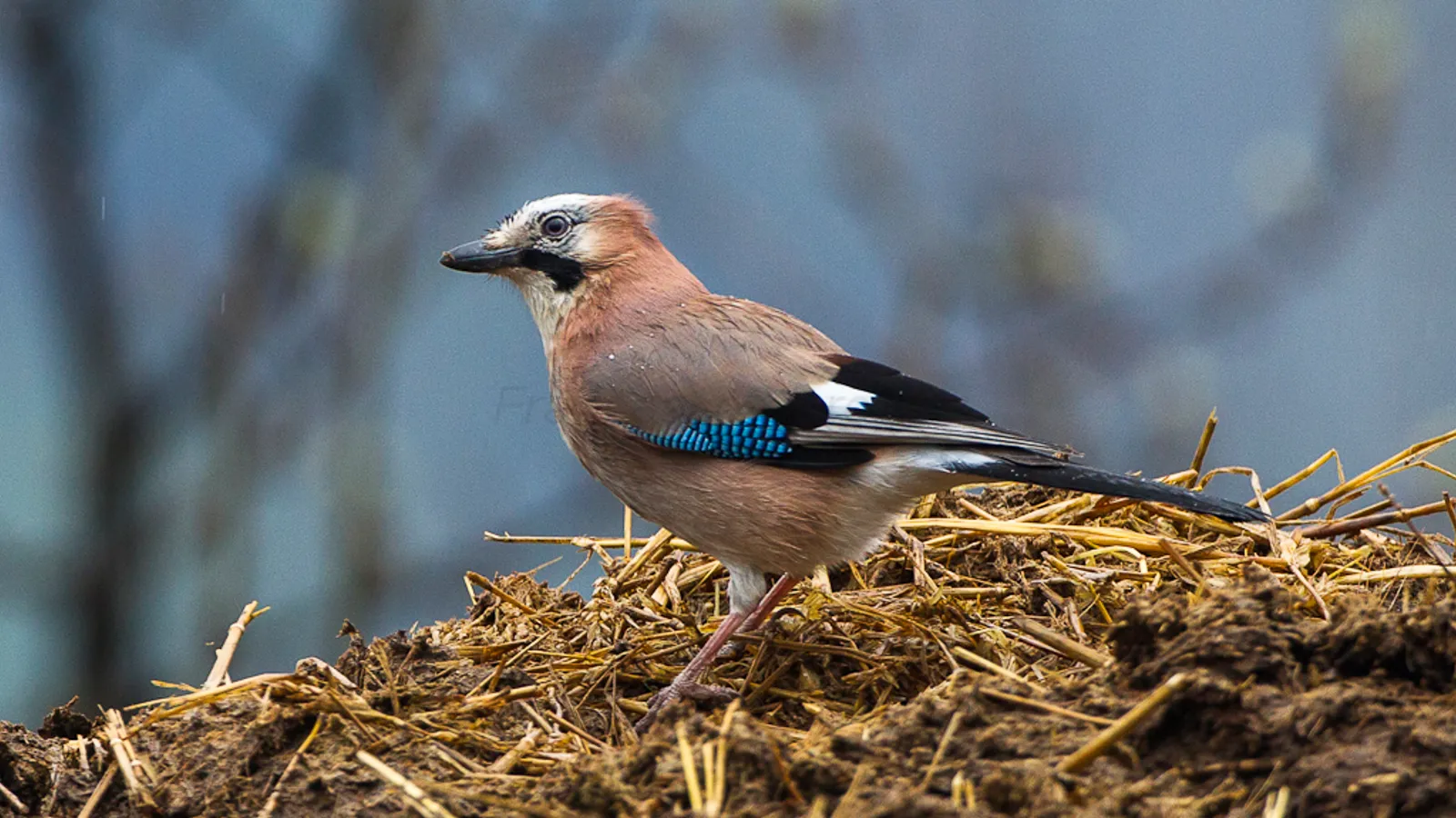Ghiandaia (Garrulus glandarius)