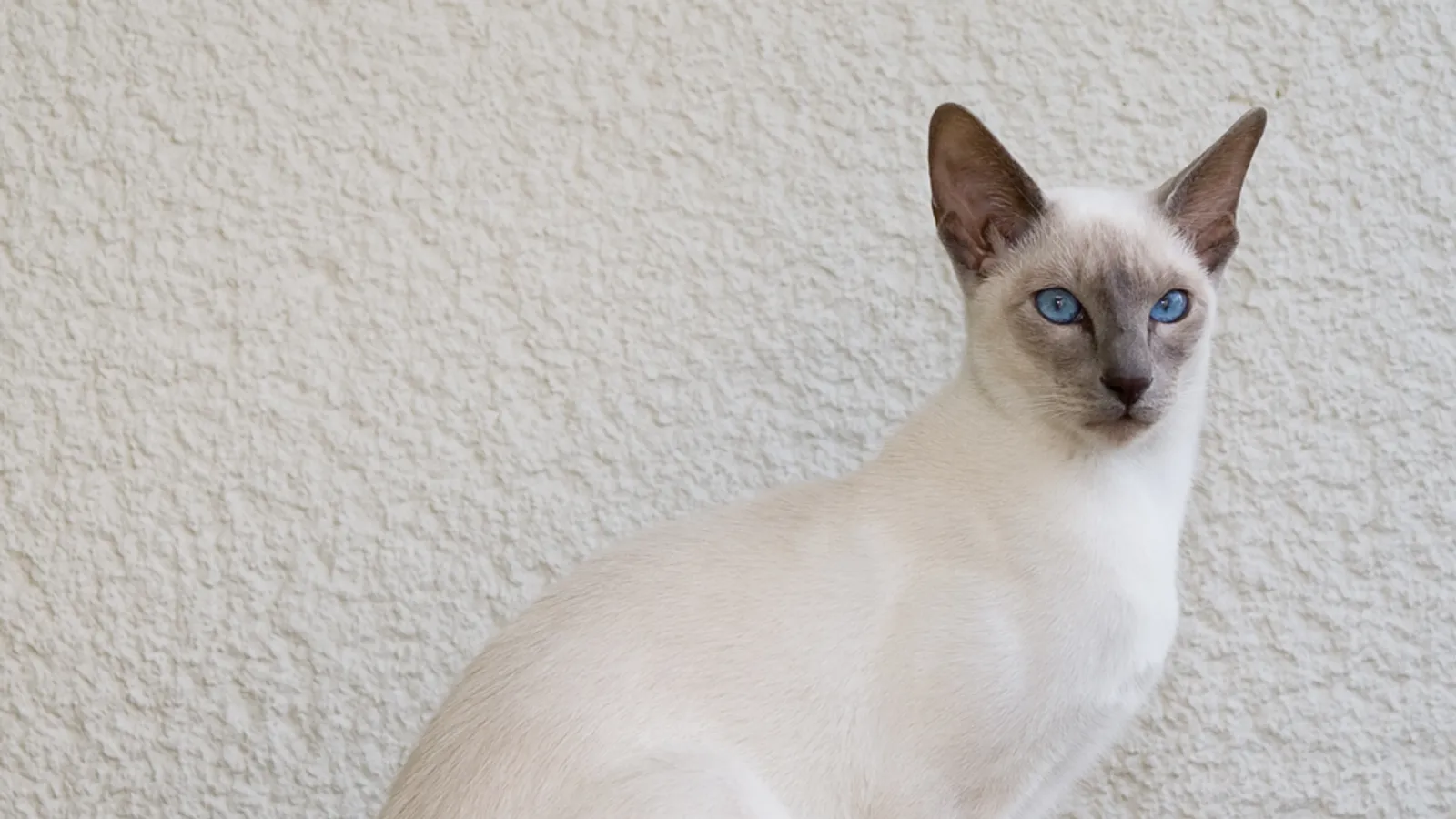 Gatto (Felis catus)