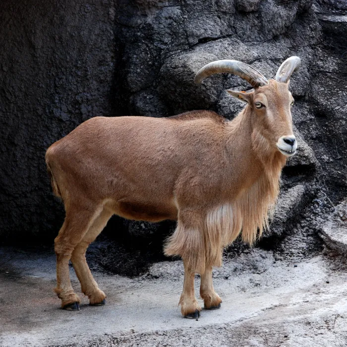 Arrui (Ammotragus lervia)