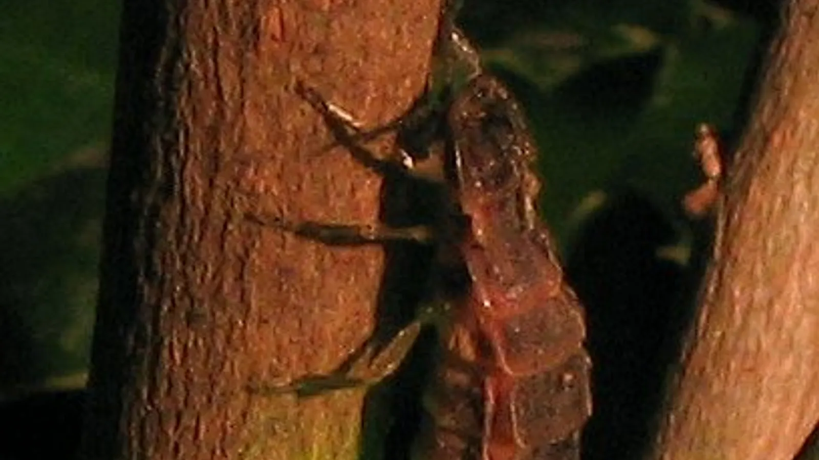 Common glow-worm (Lampyris noctiluca)