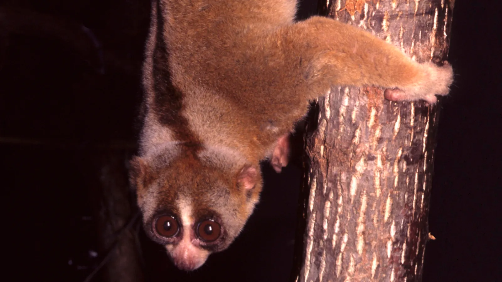 Sunda slow loris (Nycticebus coucang)