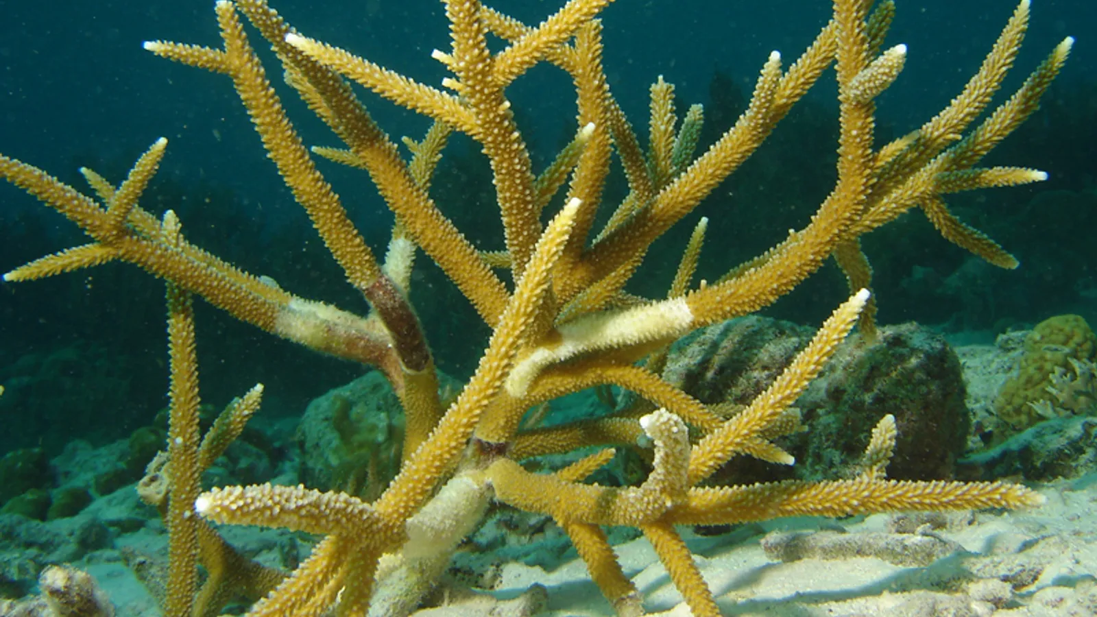 Corallo corna di cervo (Acropora cervicornis)