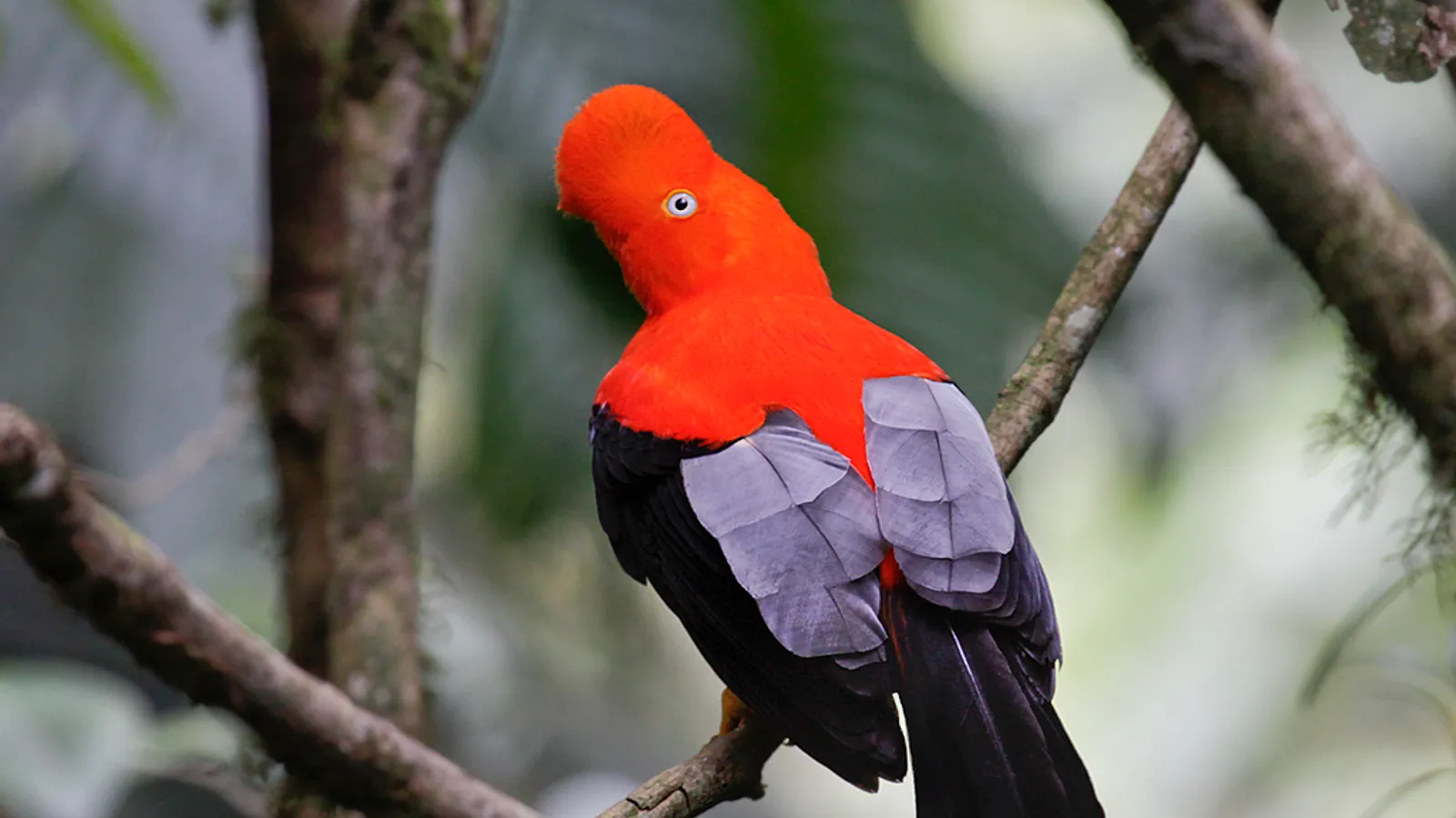 Andean cock-of-the-rock (Rupicola peruvianus)