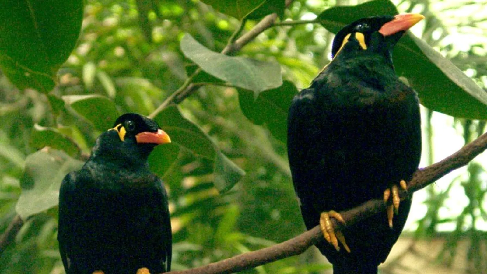 Merlo indiano (Gracula religiosa)