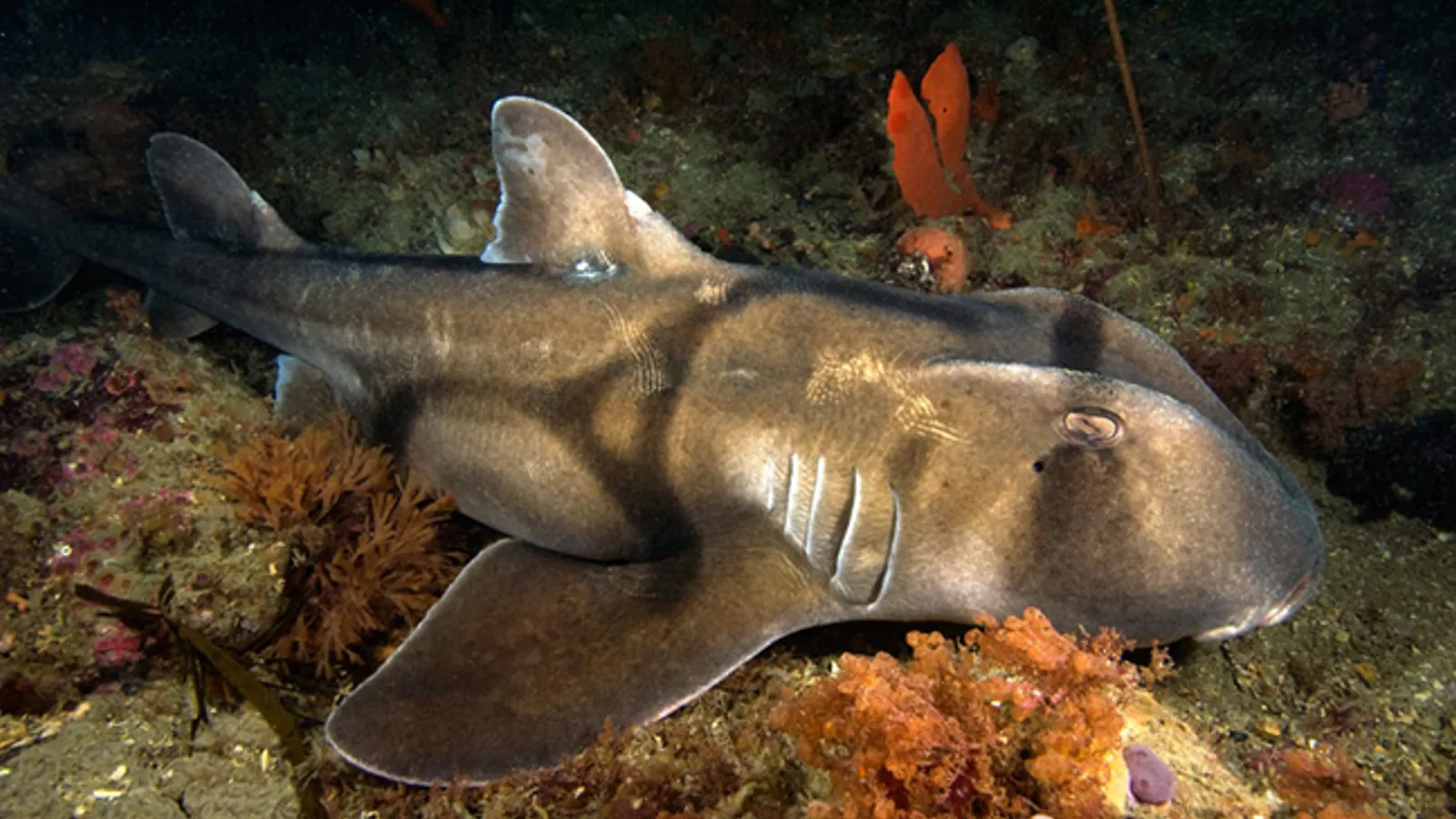 Port Jackson shark (Heterodontus portusjacksoni)
