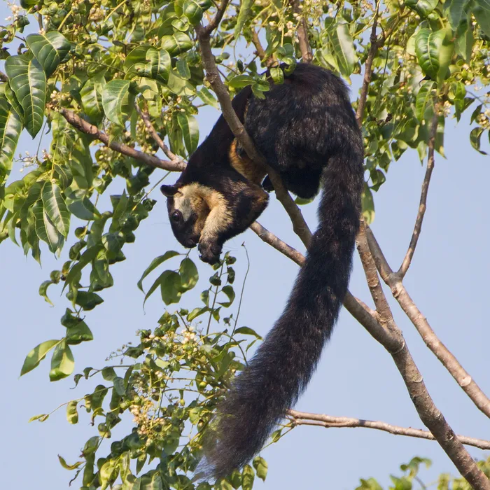 Black giant squirrel (Ratufa bicolor)