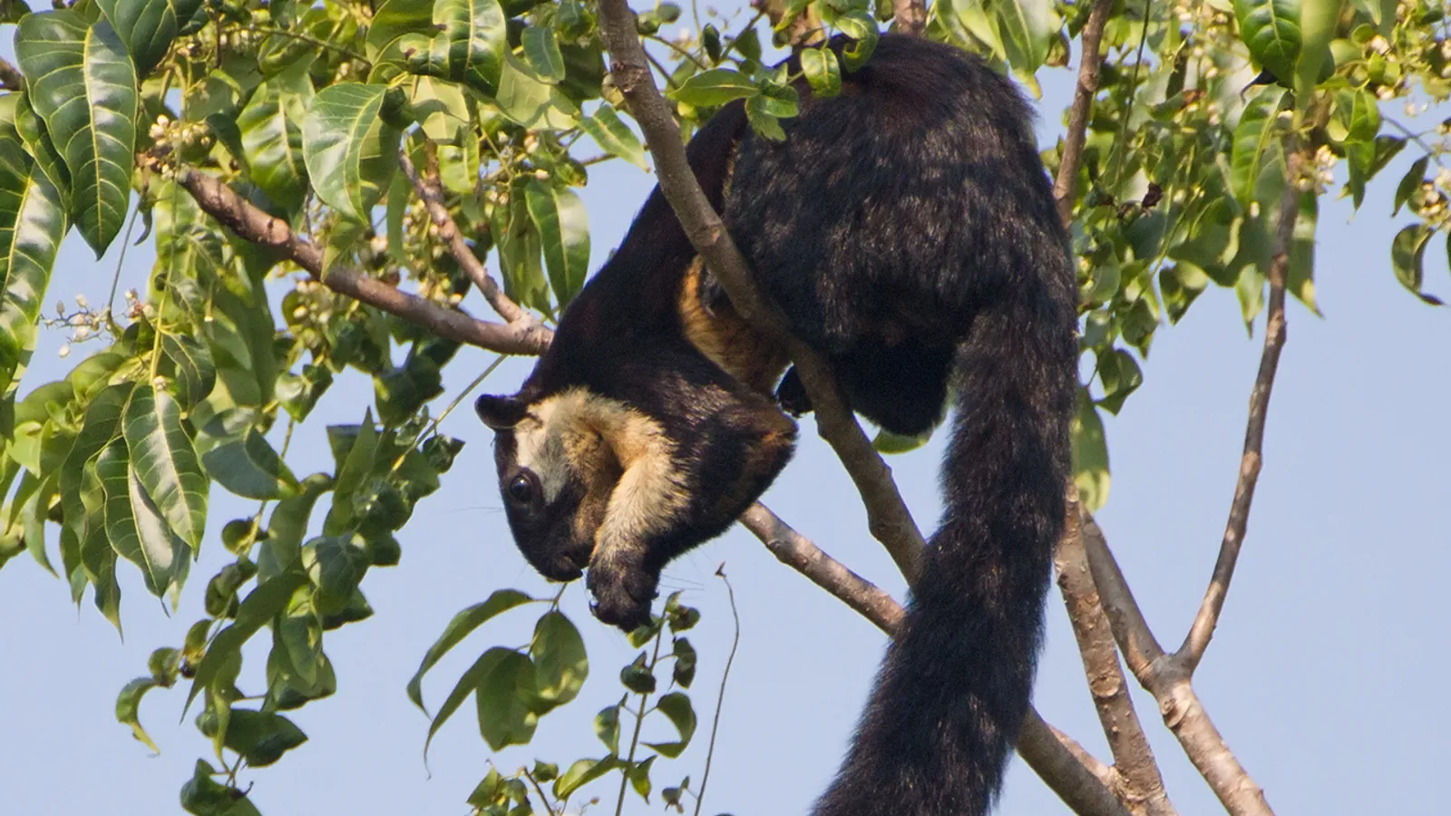 Black giant squirrel (Ratufa bicolor)